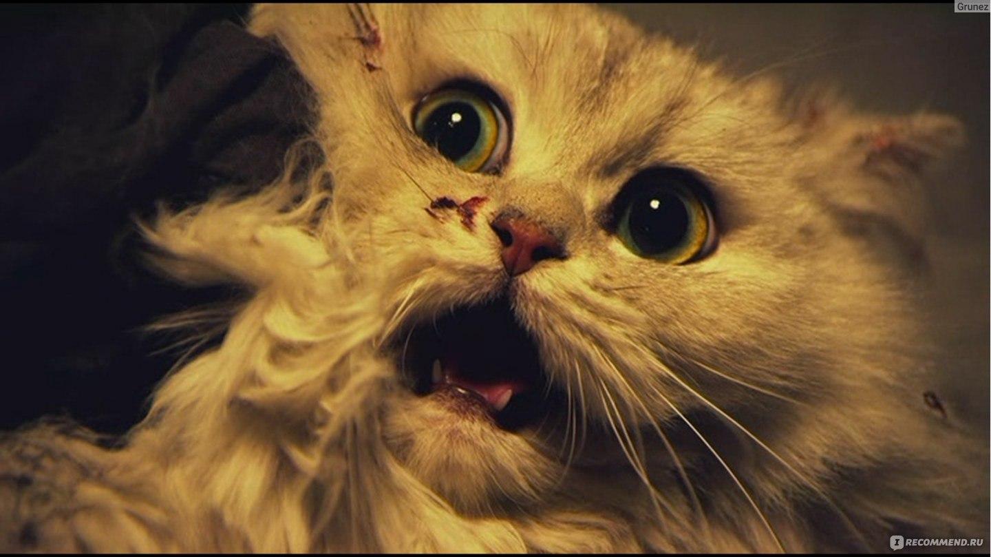 Кот: Глаза, которые видят смерть (2011)