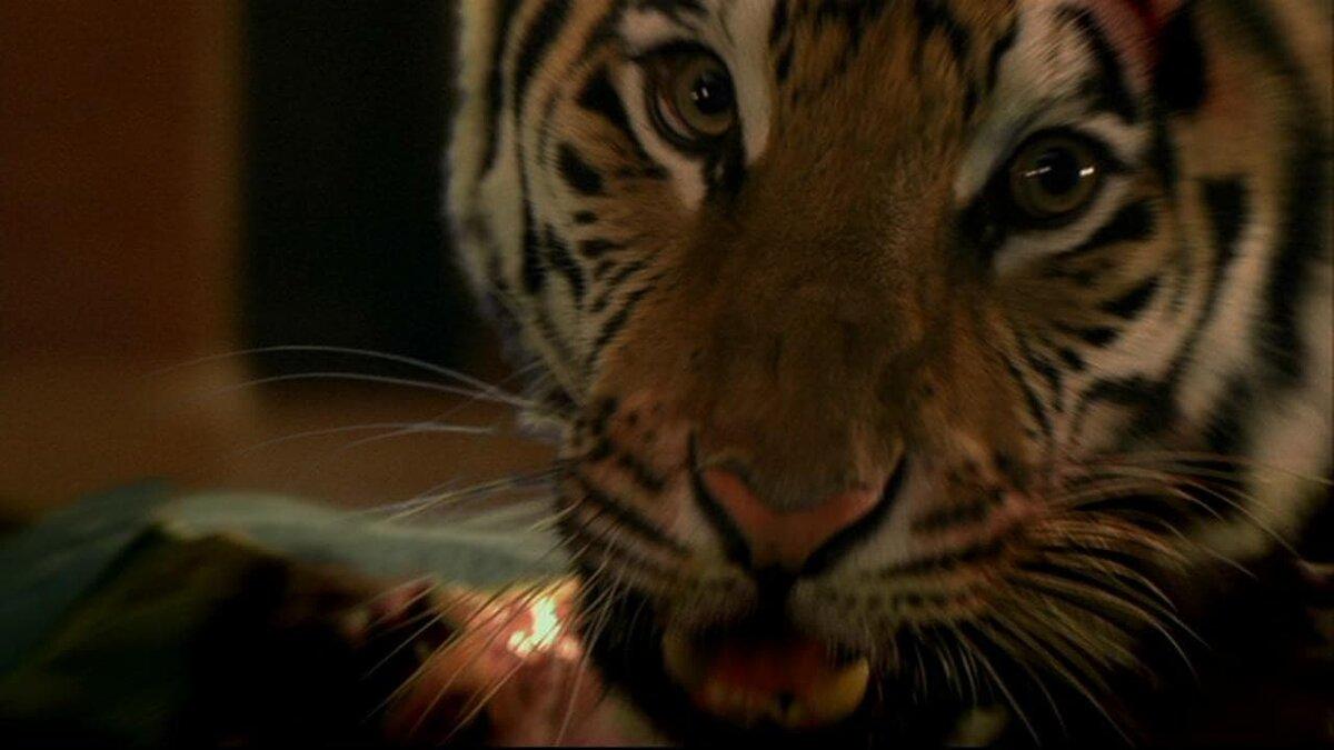 Во власти тигра (2010)